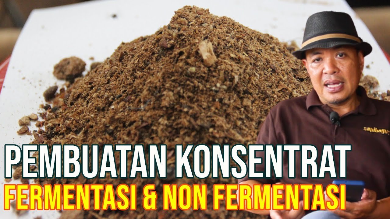 Fermentasi Konsentrat Pakan Ternak Sapi.jpg